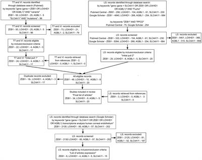 Systematic review of SLC4A11, ZEB1, LOXHD1, and AGBL1 variants in the development of Fuchs’ endothelial corneal dystrophy